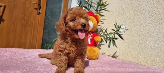 Caniche Toy - Nara