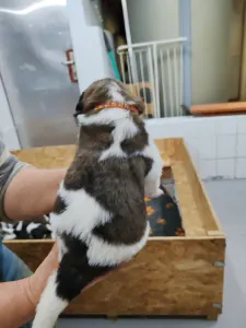 Moskauer Wachhund - Egresvölgyi Ludmilla 