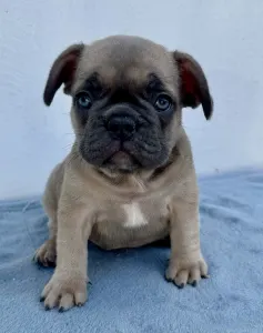 Francia bulldog - Rain