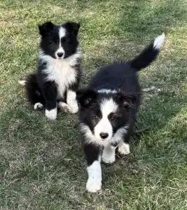 Border Collie - Gvinet