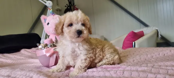 Maltipoo - Toffee