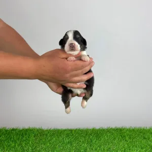 Australian Shepherd - Elany