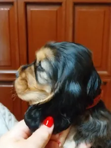 Angol Cocker spániel - Nala