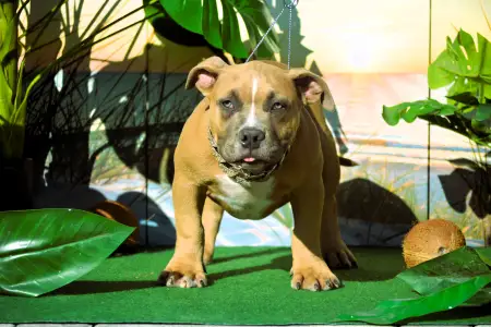 Amerikai Bully - Pocket - Bbb.mufasa
