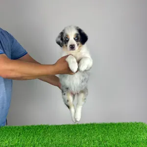 Australian Shepherd - Talizman