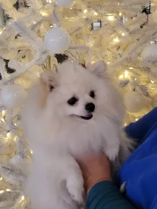 German Pomeranian Spitz - Azurkék-ragyogás Nato
