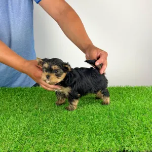 Yorkshire Terrier - Alpur
