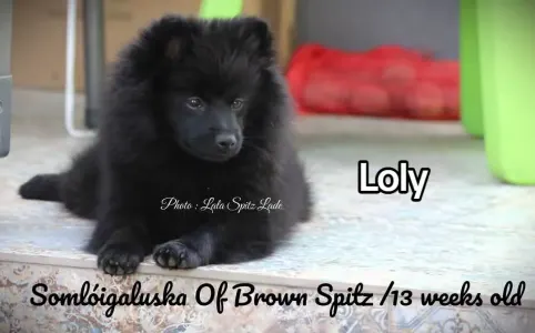 Deutscher Kleinspitz - Of Brown Spitz