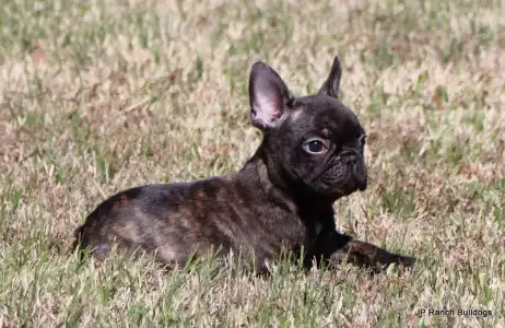 Bouledogue français - Barney