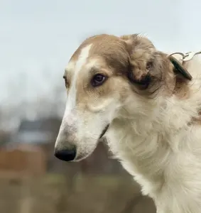 Barsoi - Carskiy Favorit Vyigrysh