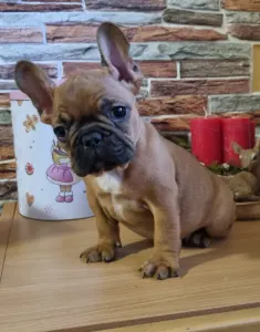 Bulldog francez - Escobar