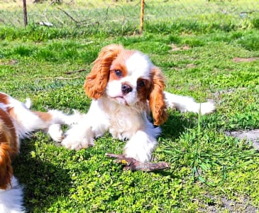 Cavalier King Charles spániel - Erdőszéli Ezüstcsillag Pietro 