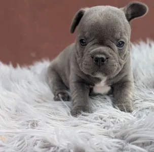 Francia bulldog - Ashur