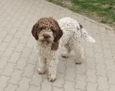 Lagotto Romagnolo - Aisha