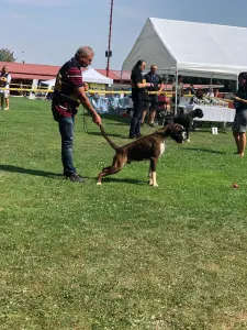 Dachshund - Sósrét-Menti