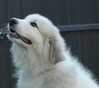 Pyrenean Mountain Dog - Candybelldream Ella