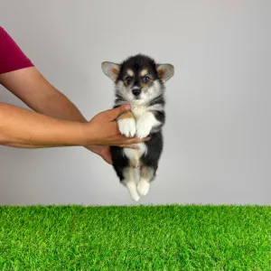 Pembroke Welsh Corgi - Rambo