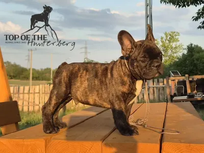 Bouledogue français - Raul