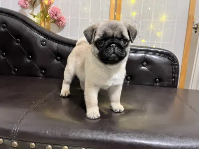 Pug - Reserved! Pug Cauda Anularis Samu