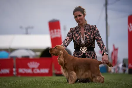 English Cocker Spaniel - La Scale Kennel
