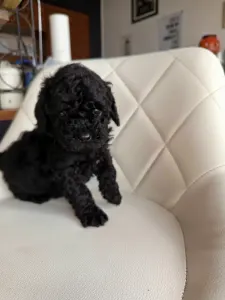 Zwergpudel - Candice