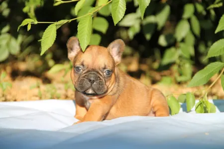 Bulldog francez - Elton
