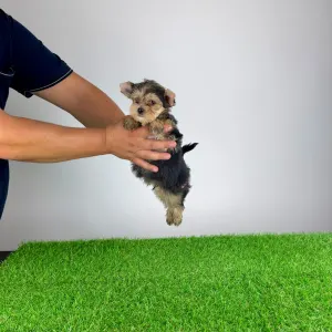 Yorkshire terrier - Error