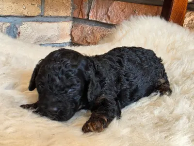 Cavapoo - Nobu