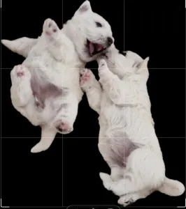 West Highland White Terrier - Alma