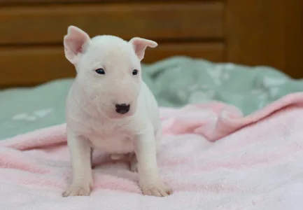Bull terrier miniature - Kimi