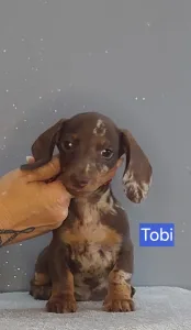 Dackel - Tobi