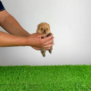 Pomeranian - Tommy