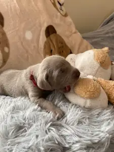 Weimaraner Vorstehhund - Best Hunter World Frida