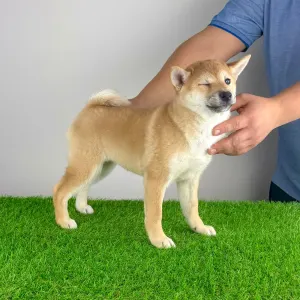 Shiba - Inna
