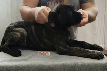 Cane Corso Italiano - Forza Di Diavolo Etna