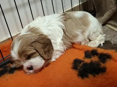 Cavalier King Čarles Španiel - Joker