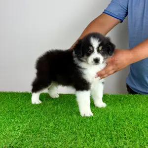 Australian Shepherd - Harron
