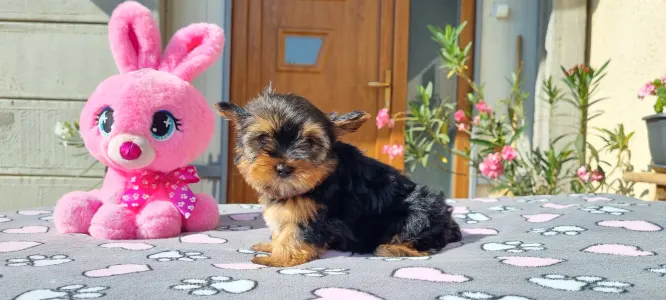 Yorkshire Terrier - Kókusz
