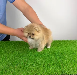 Pomeranian - Poppy
