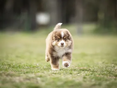 Miniature American Shepherd - Once In A Dream Mini’s Booster Zuma