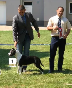 Amerikai staffordshire terrier - Trinity