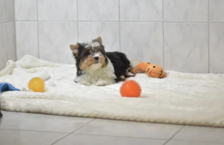 Бивер-йоркширский терьер - Raven Orient 