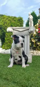 Boston Terrier - Harley