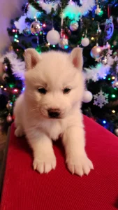 Szibériai husky - Jade Of Polar Moonlights