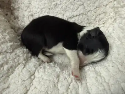 Border Collie - Fields Of Treasure Breath Of Fame