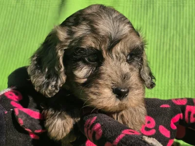 Cavapoo - Melody
