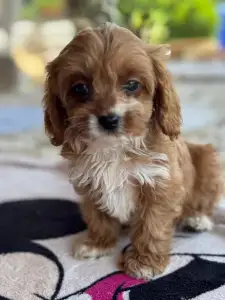 Cavapoo - Goldie
