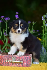 Australian Shepherd - Gingers Heritage Route King