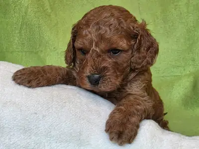 Cavapoo - Jackson