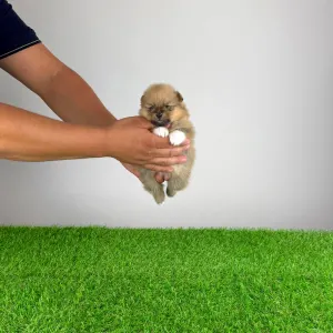 Szpic miniaturowy - Rini